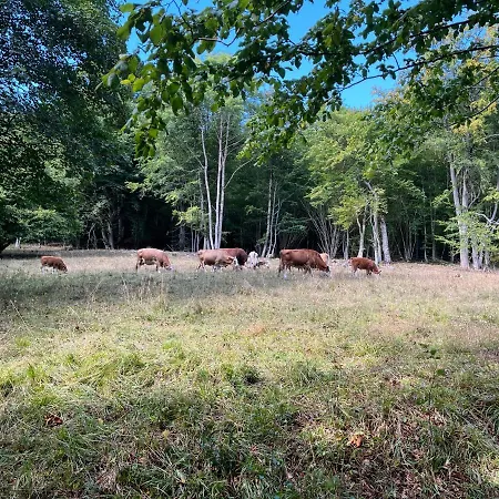 Atempause Im Harz Hohegeiss Mit Weitbllick شقة *