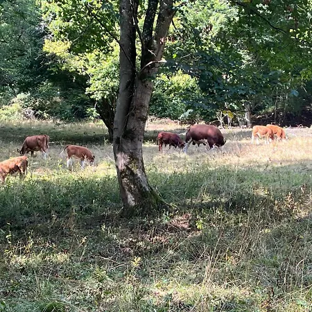 Atempause Im Harz Hohegeiss Mit Weitbllick * Braunlage