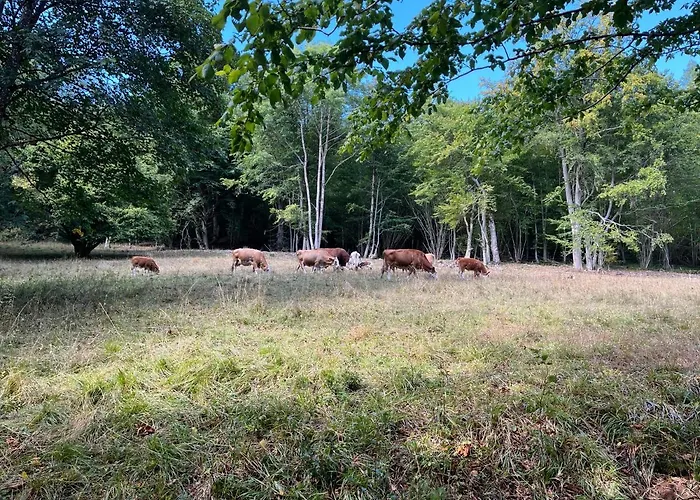 Atempause Im Harz Hohegeiss Mit Weitbllick Daire *