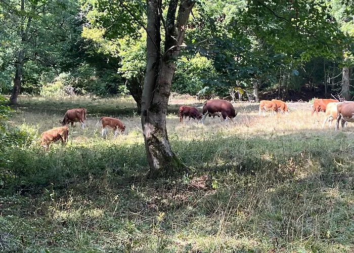 Atempause Im Harz Hohegeiss Mit Weitbllick * Braunlage
